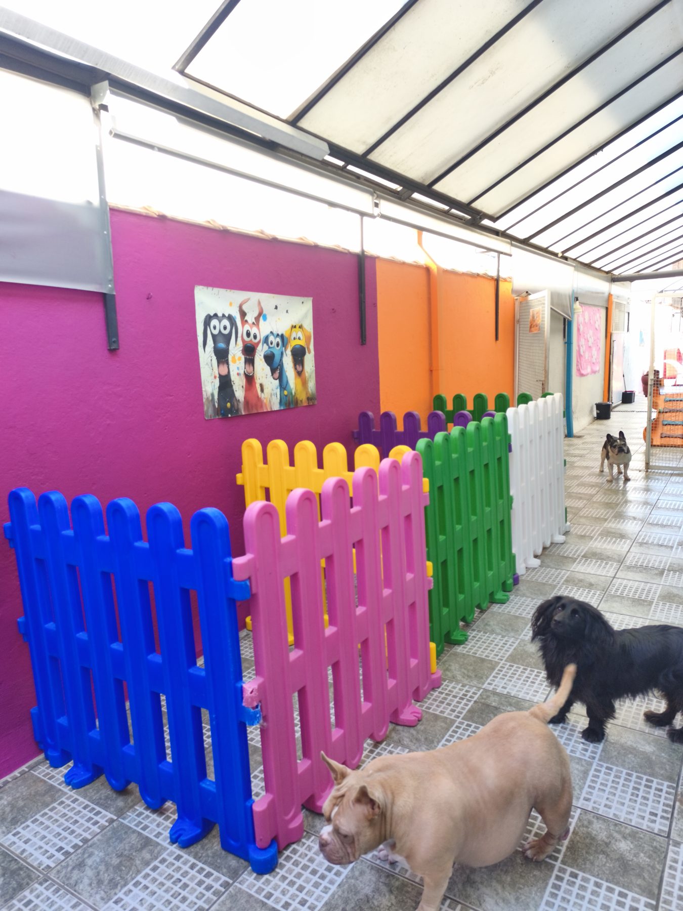 Cães brincando entre cercadinhos coloridos na área coberta
